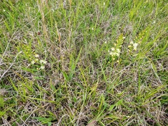 Schoenolirion wrightii