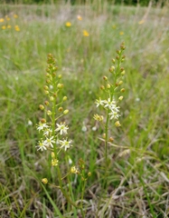 Schoenolirion wrightii