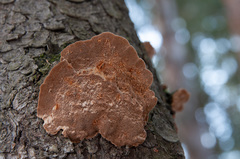 Phellinus abietis