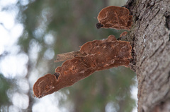 Phellinus abietis