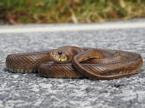 Ladder Snake