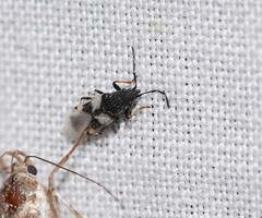 Oxycarenus arctatus