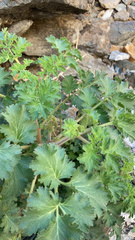 Phacelia pedicellata