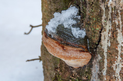 Fomitiporia hartigii