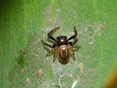 Xysticus bimaculatus