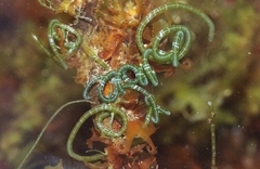 Chaetomorpha spiralis
