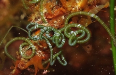 Chaetomorpha spiralis