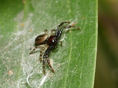 Xysticus bimaculatus