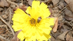 Attagenus bifasciatus