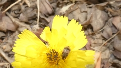 Attagenus bifasciatus