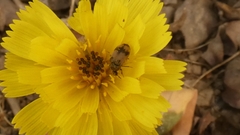 Attagenus bifasciatus