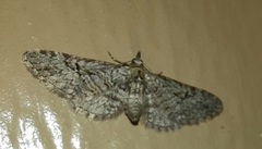 Eupithecia bolterii
