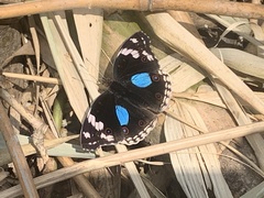 Junonia oenone oenone