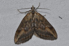 Chesias isabella