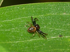 Xysticus bimaculatus