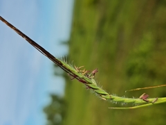 Heteropogon contortus image