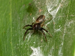 Xysticus bimaculatus