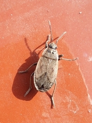 Pyrrhocoris