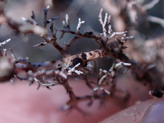 Opegrapha sphaerophoricola