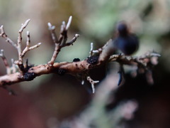 Opegrapha sphaerophoricola