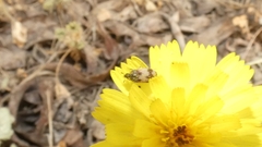 Attagenus bifasciatus