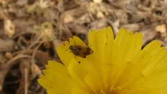 Attagenus bifasciatus