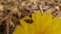 Attagenus bifasciatus