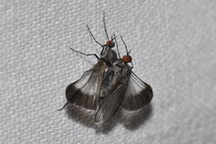 Rhamphomyia marginata