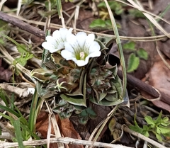 Gentiana capitata harwanensis