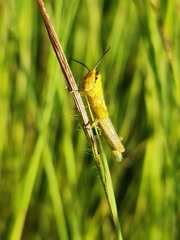 Nomadacris septemfasciata