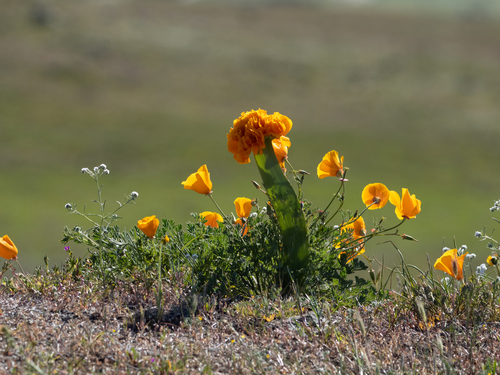 Eschscholzia californica