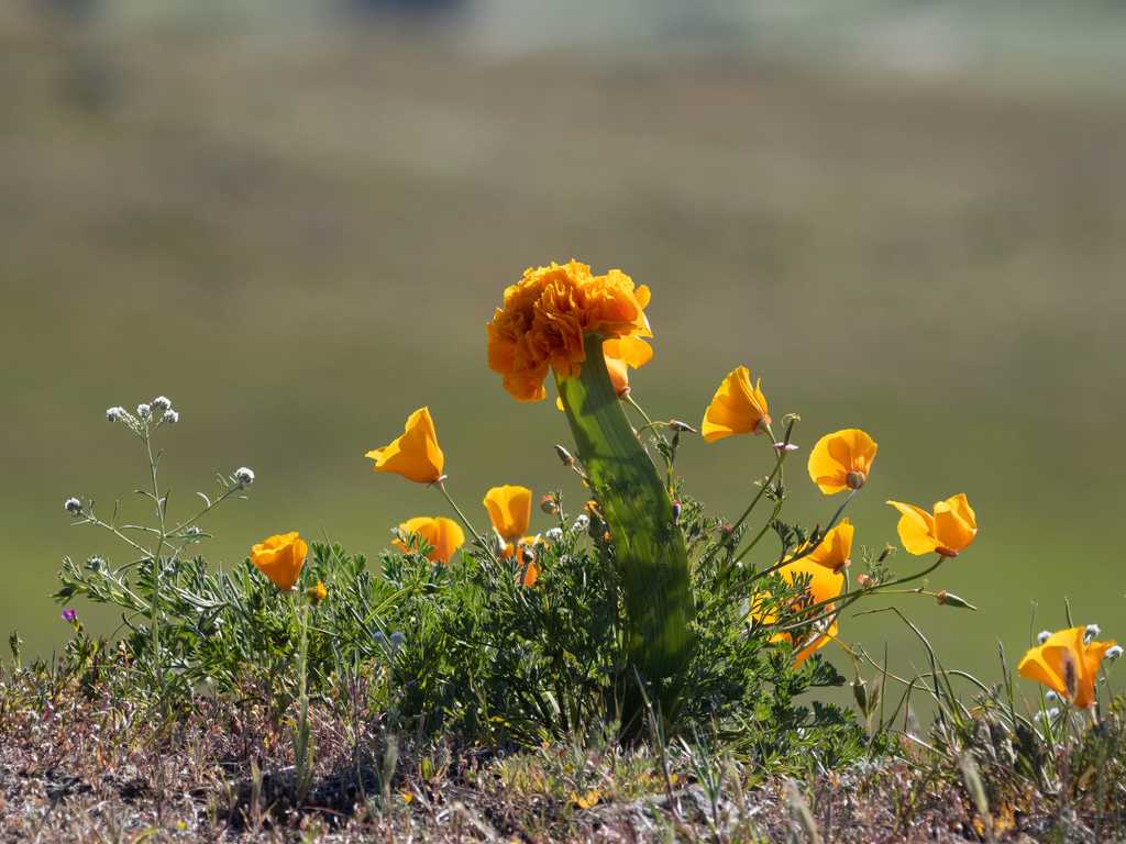 Eschscholzia californica, Coyote, CA, USA