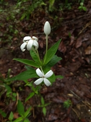 Bouvardia longiflora