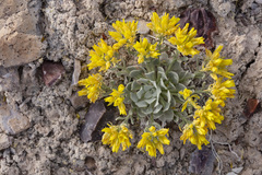 Physaria didymocarpa lanata