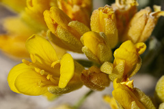 Physaria didymocarpa lanata