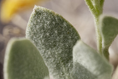 Physaria didymocarpa lanata