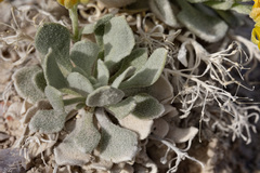 Physaria didymocarpa lanata