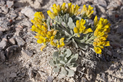 Physaria didymocarpa lanata