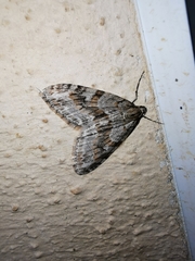 Trichopteryx polycommata