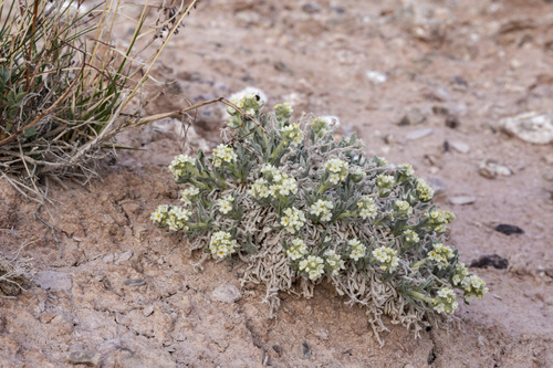 tufted cryptantha (Cryptantha caespitosa)