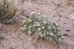 Oreocarya caespitosa