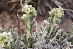 Oreocarya caespitosa