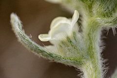 Oreocarya caespitosa