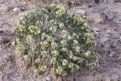 Oreocarya caespitosa