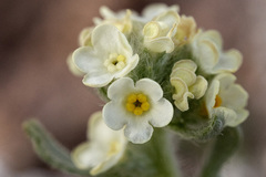 Oreocarya caespitosa