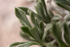 Oreocarya caespitosa