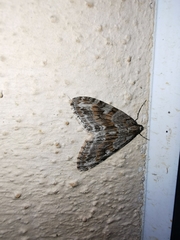 Trichopteryx polycommata