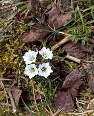 Gentiana capitata harwanensis