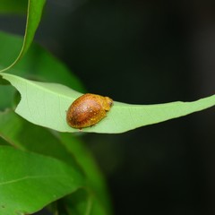 Paropsis affinis