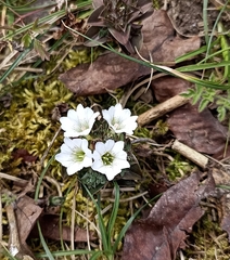 Gentiana capitata harwanensis